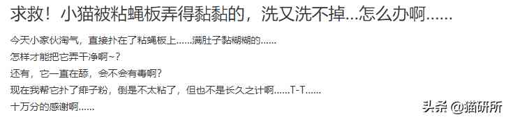 貓蹭到化妝品上怎么辦啊(被貓蹭了一下怎么辦)插圖16