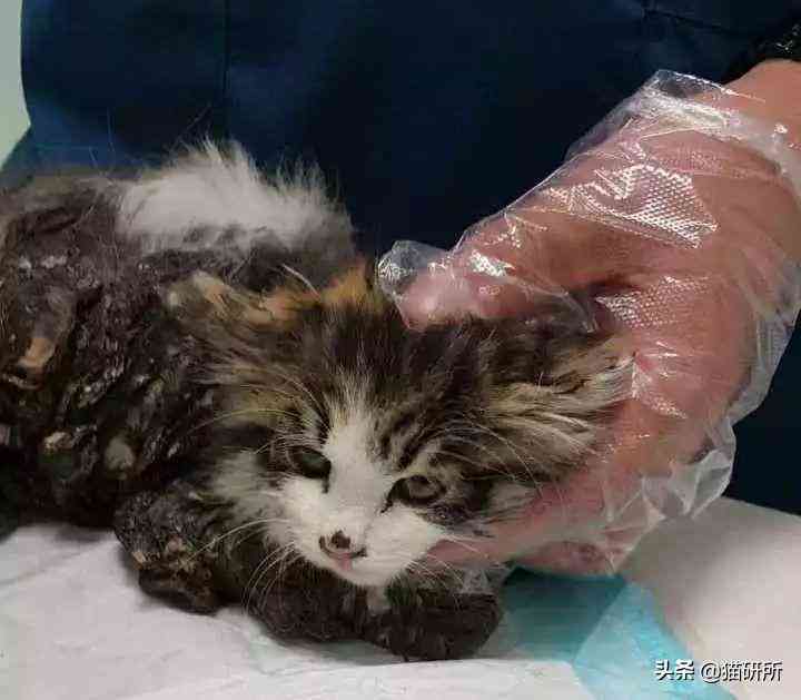 貓蹭到化妝品上怎么辦啊(被貓蹭了一下怎么辦)插圖18