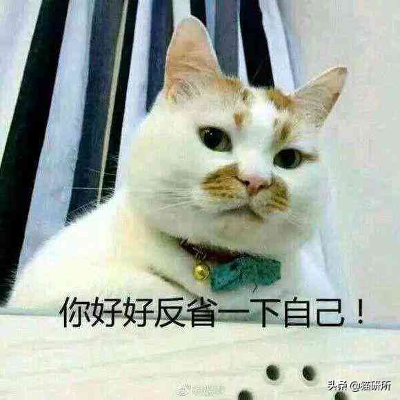 貓蹭到化妝品上怎么辦啊(被貓蹭了一下怎么辦)插圖19