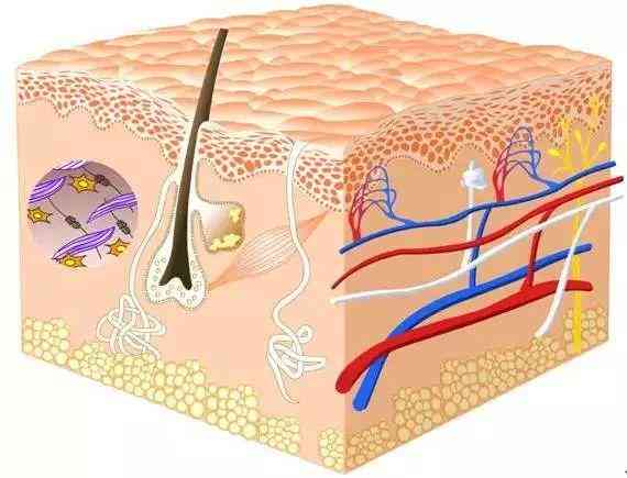 化妝品里有什么(化妝品里有什么成分不能用)插圖1