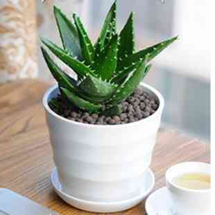 蘆薈葉化妝品功效(蘆薈葉的用法)插圖1