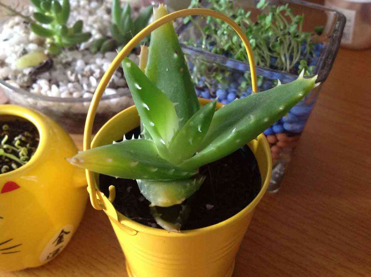 蘆薈葉化妝品功效(蘆薈葉的用法)插圖2