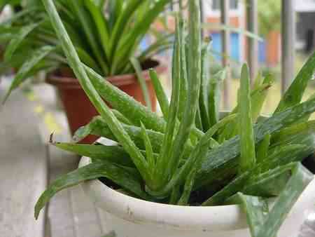 蘆薈葉化妝品功效(蘆薈葉的用法)插圖3