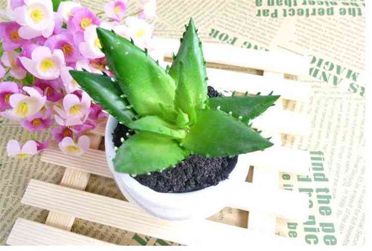 蘆薈葉化妝品功效(蘆薈葉的用法)插圖4