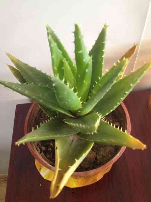 蘆薈葉化妝品功效(蘆薈葉的用法)插圖5