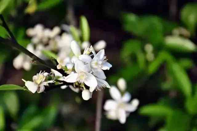 化妝品店擺什么花(女裝店適合擺什么花)插圖1