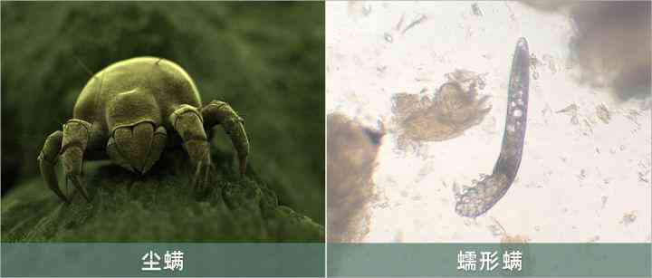 身上化妝品(肌膚化妝品)插圖1