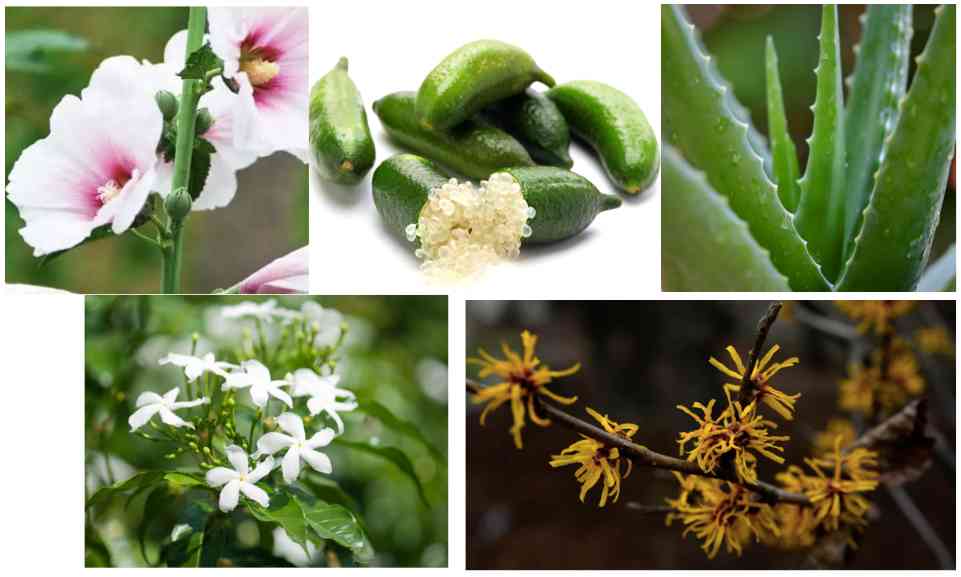 DrG是什么化妝品(drg化妝品中文叫什么)插圖33