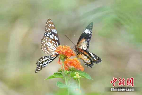 蝶美化妝品加盟地址(蝶美化妝品加盟地址查詢)