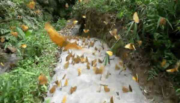 蝶美化妝品加盟地址(蝶美化妝品加盟地址查詢)插圖1