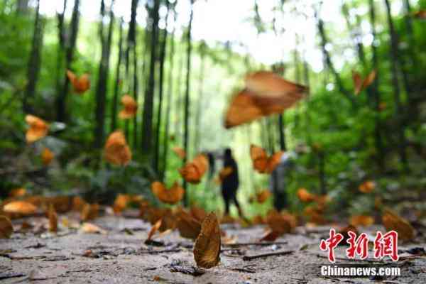 蝶美化妝品加盟地址(蝶美化妝品加盟地址查詢)插圖2