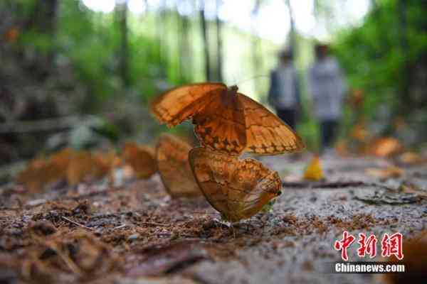 蝶美化妝品加盟地址(蝶美化妝品加盟地址查詢)插圖3