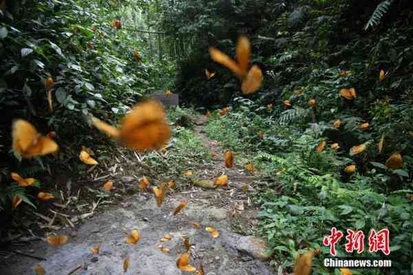 蝶美化妝品加盟地址(蝶美化妝品加盟地址查詢)插圖4