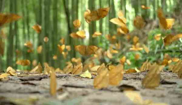 蝶美化妝品加盟地址(蝶美化妝品加盟地址查詢)插圖5