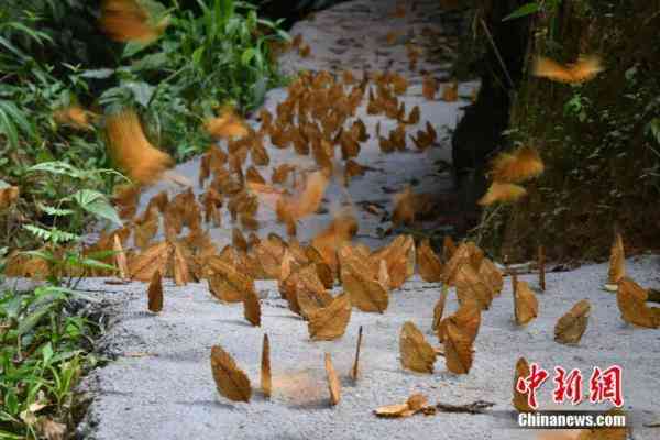 蝶美化妝品加盟地址(蝶美化妝品加盟地址查詢)插圖8