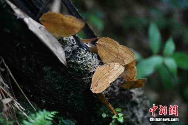 蝶美化妝品加盟地址(蝶美化妝品加盟地址查詢)插圖10