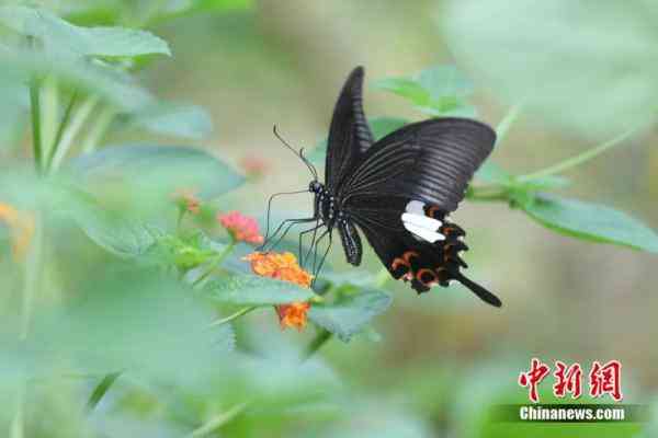 蝶美化妝品加盟地址(蝶美化妝品加盟地址查詢)插圖11