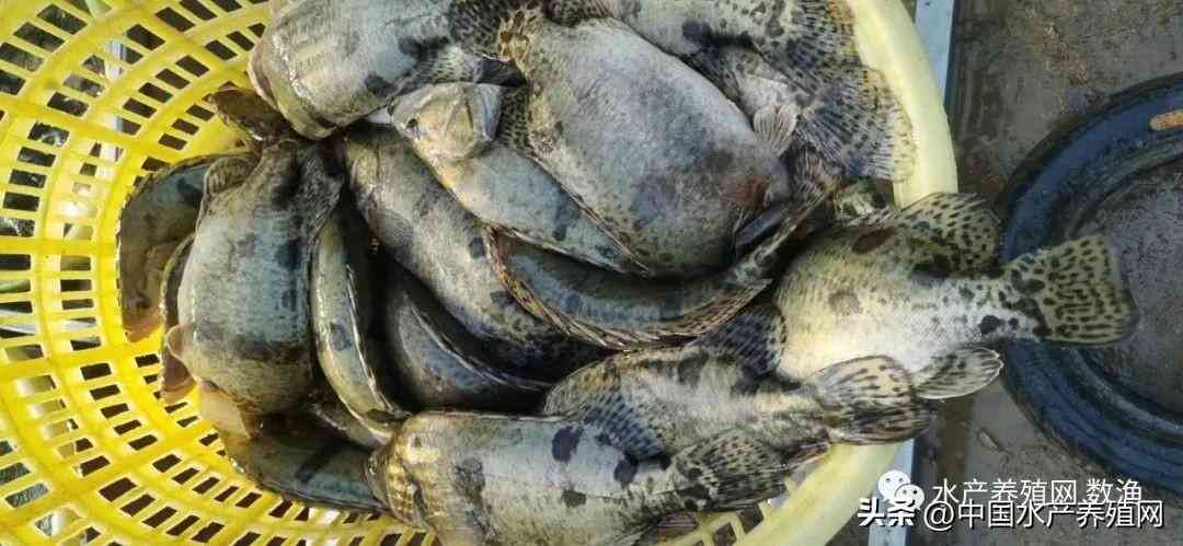 吳江地區(qū)回收黃金價格今日(吳江地區(qū)回收黃金價格今日表)插圖4