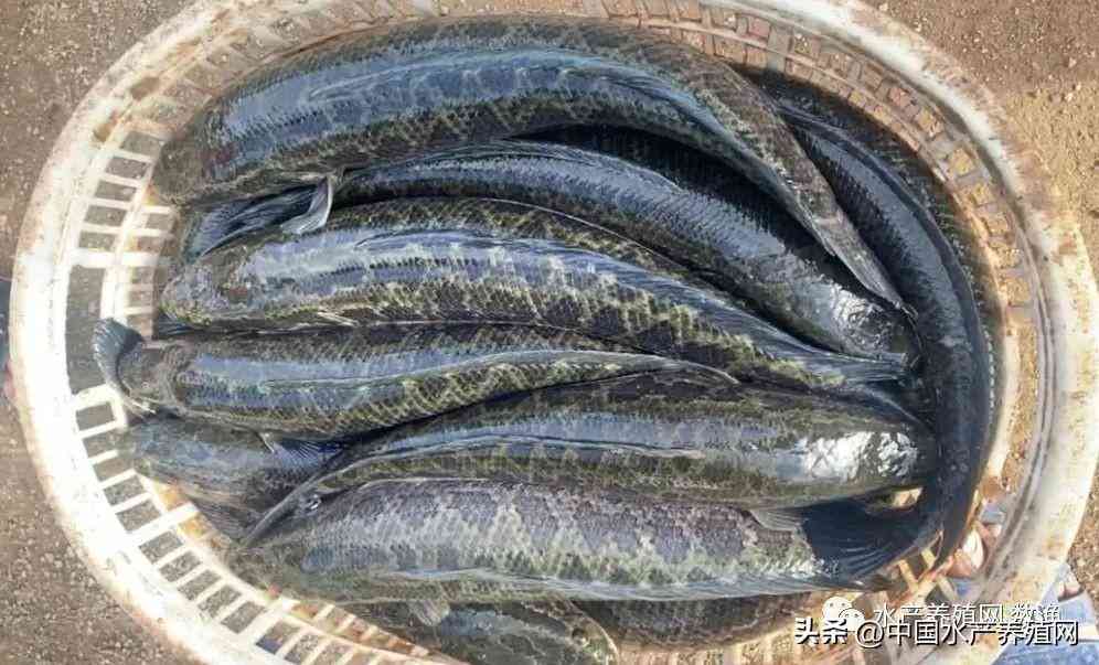 吳江地區(qū)回收黃金價格今日(吳江地區(qū)回收黃金價格今日表)插圖5