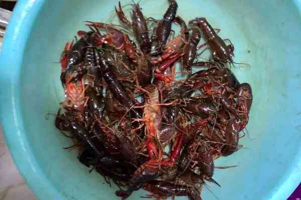 8月11日今日金價(jià)(8月11日今日金價(jià)多少錢)插圖11