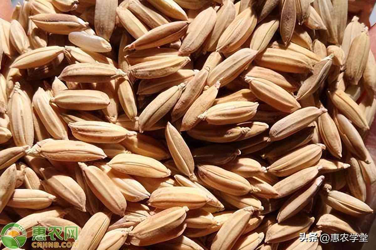 松原2023今日金價(松原今日黃金價格)插圖1