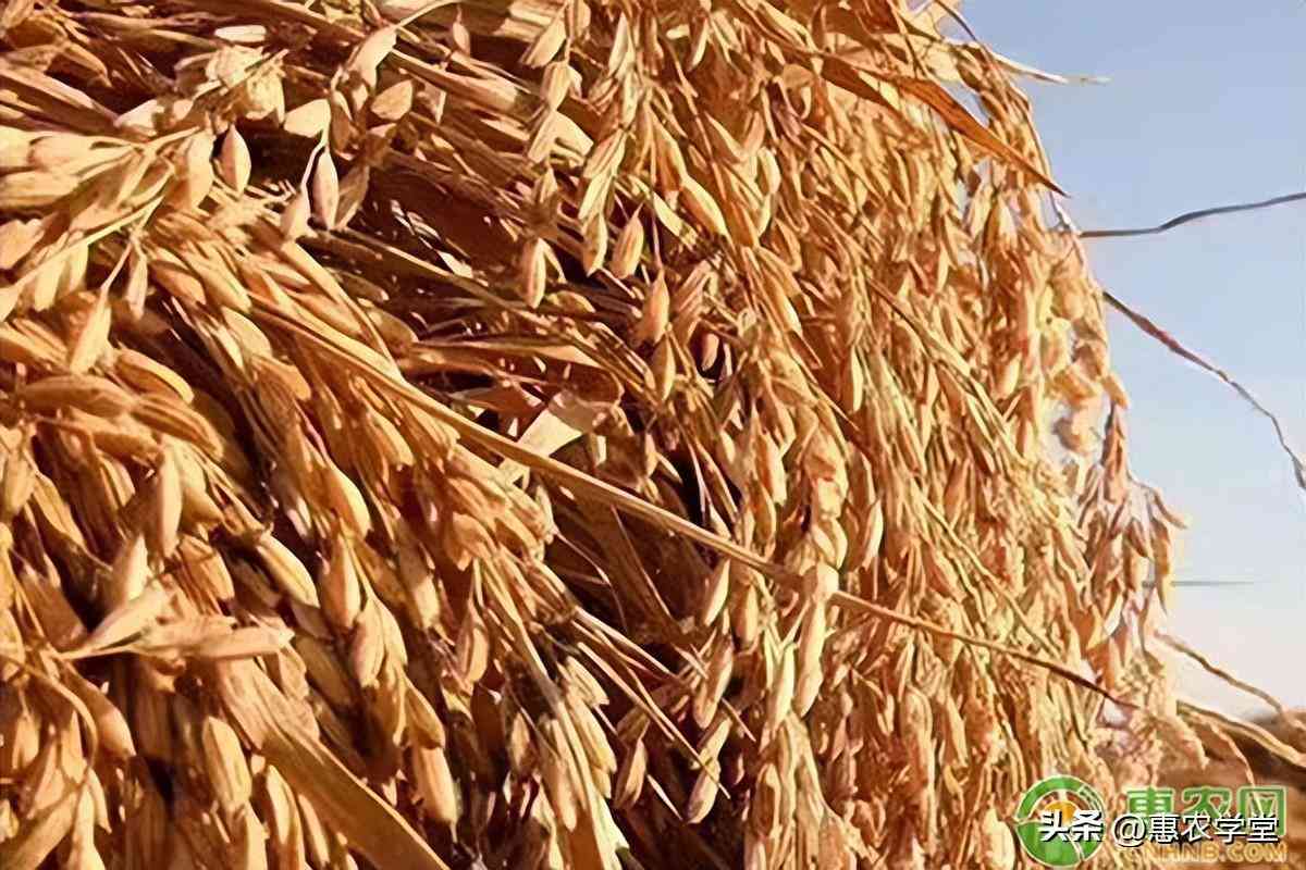 松原2023今日金價(松原今日黃金價格)插圖2