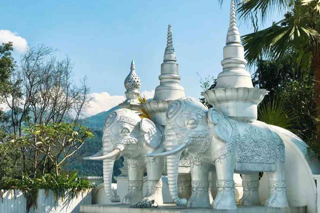 嬰猴幼崽今日黃金價(jià)格(小嬰猴價(jià)格)