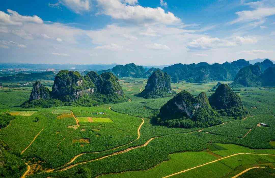 嬰猴幼崽今日黃金價(jià)格(小嬰猴價(jià)格)插圖1