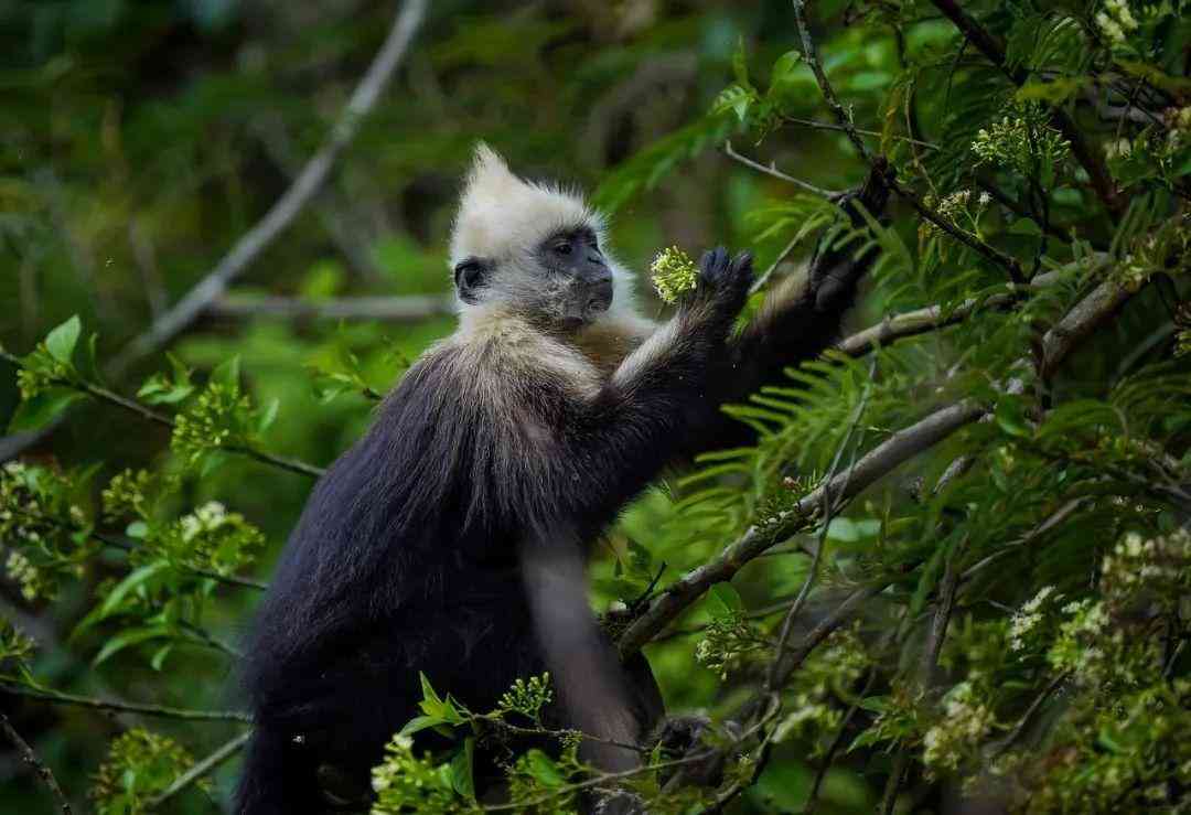 嬰猴幼崽今日黃金價(jià)格(小嬰猴價(jià)格)插圖5