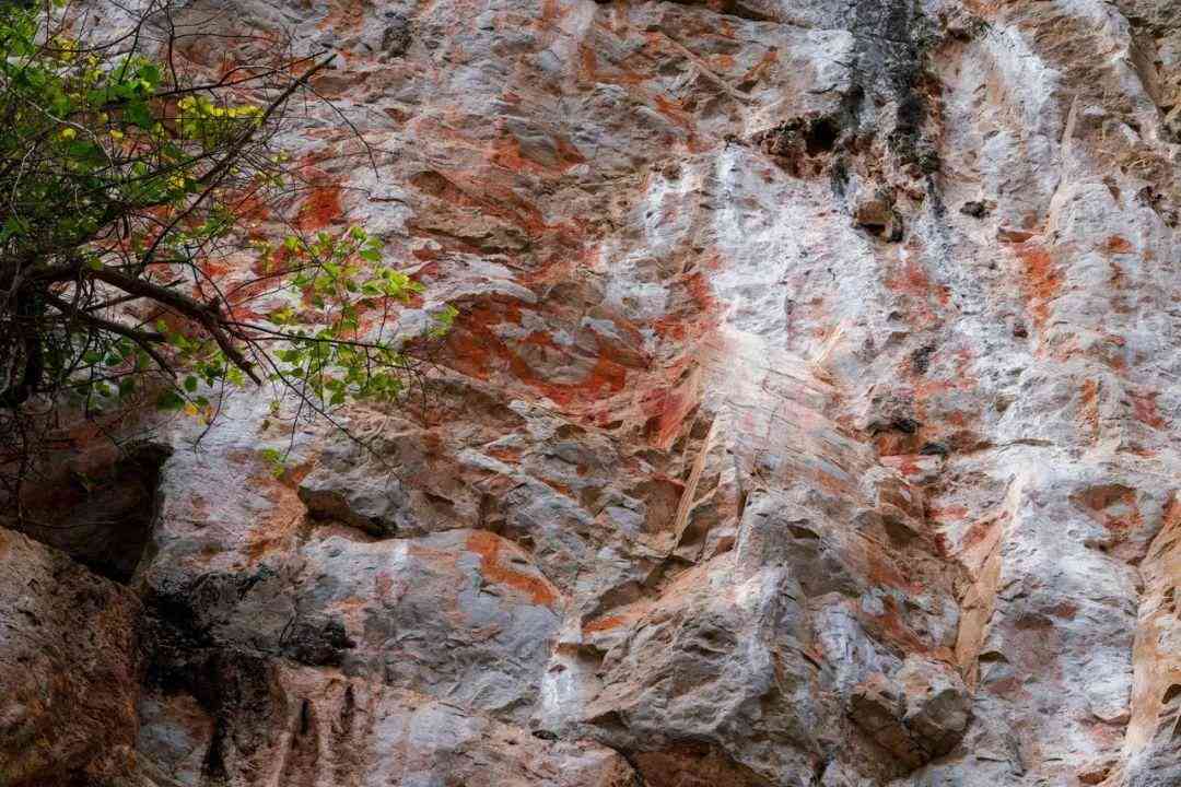 嬰猴幼崽今日黃金價(jià)格(小嬰猴價(jià)格)插圖16