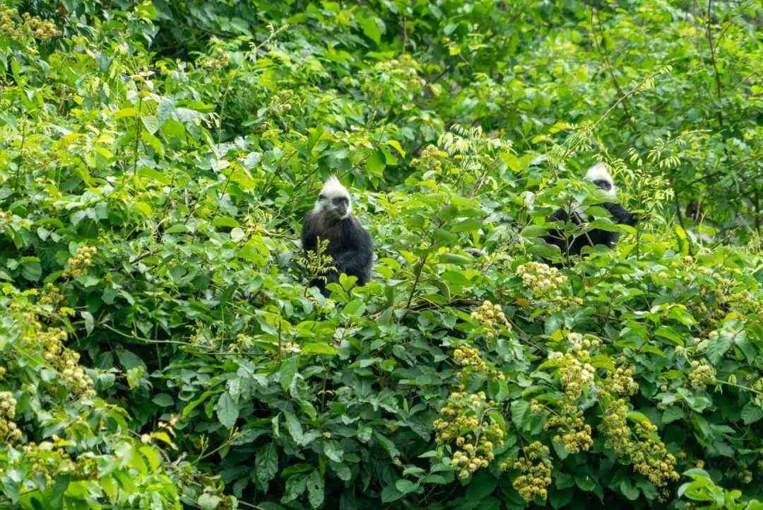 嬰猴幼崽今日黃金價(jià)格(小嬰猴價(jià)格)插圖20
