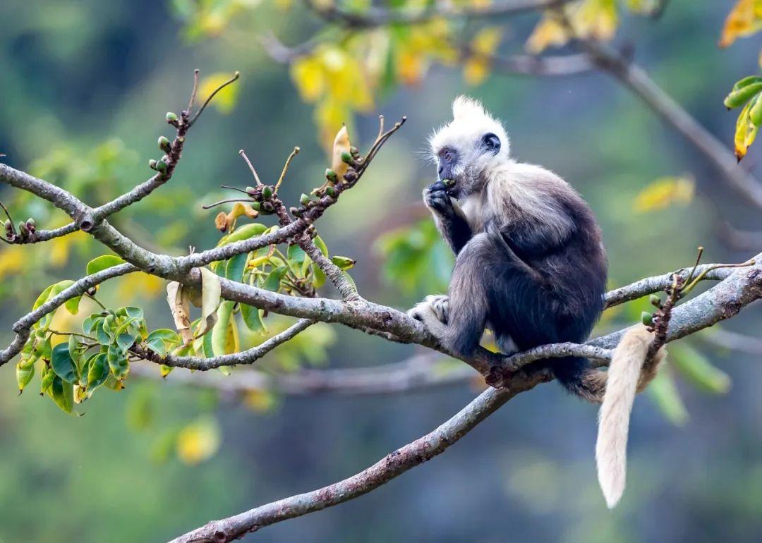 嬰猴幼崽今日黃金價(jià)格(小嬰猴價(jià)格)插圖21