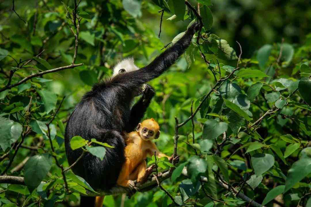 嬰猴幼崽今日黃金價(jià)格(小嬰猴價(jià)格)插圖22