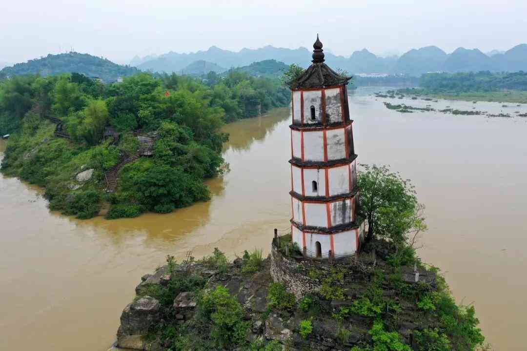 嬰猴幼崽今日黃金價(jià)格(小嬰猴價(jià)格)插圖23