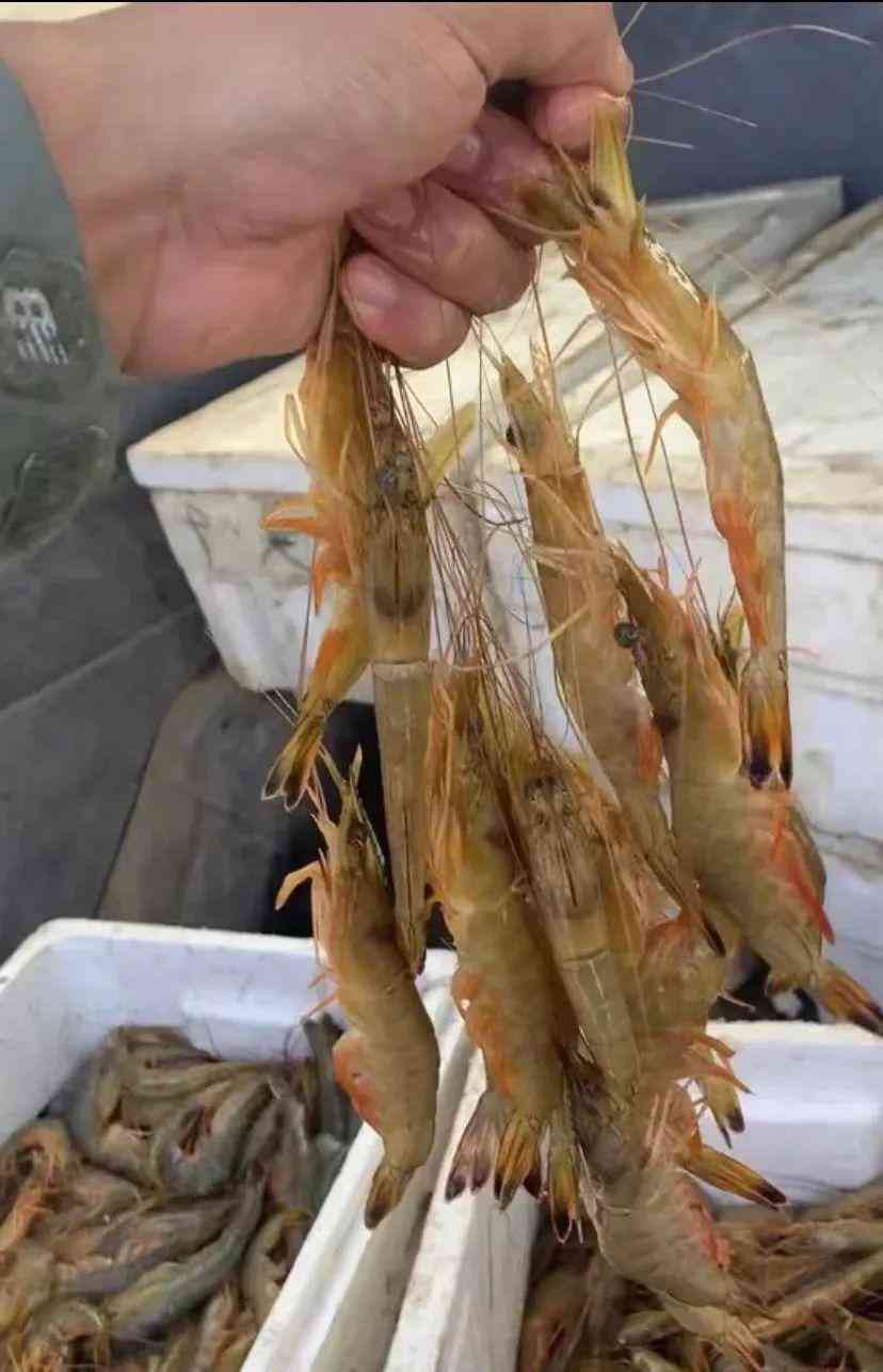 今日黃金價(jià)大連(大連今日黃金價(jià)格多少錢一克)插圖1