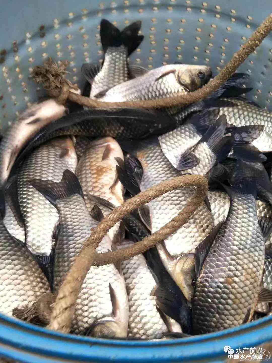 湖北仙桃商城今日金價(jià)(湖北仙桃商城今日金價(jià)查詢)