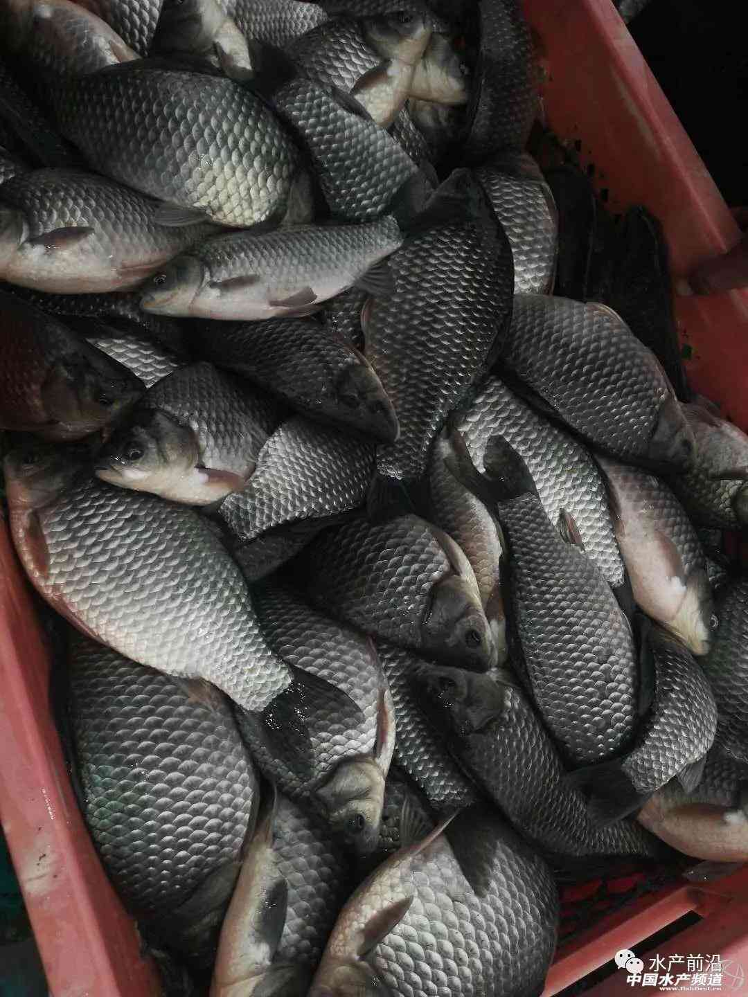 湖北仙桃商城今日金價(jià)(湖北仙桃商城今日金價(jià)查詢)插圖2