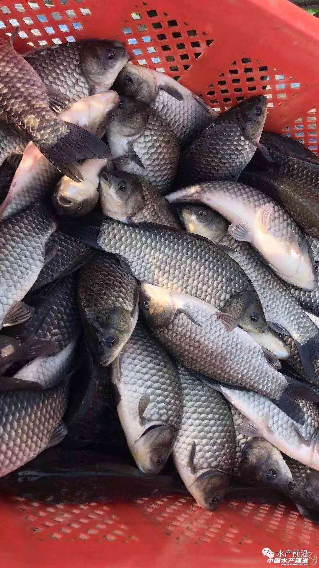 湖北仙桃商城今日金價(jià)(湖北仙桃商城今日金價(jià)查詢)插圖5