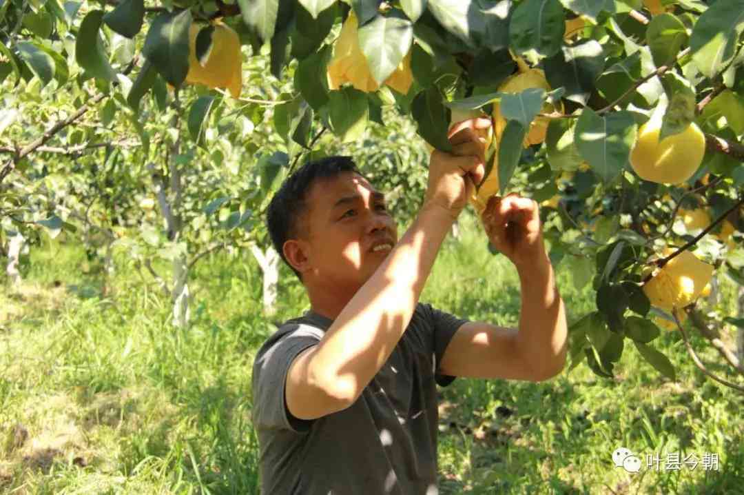 葉縣今日黃金價格查詢(葉縣今日黃金價格查詢消息)插圖1