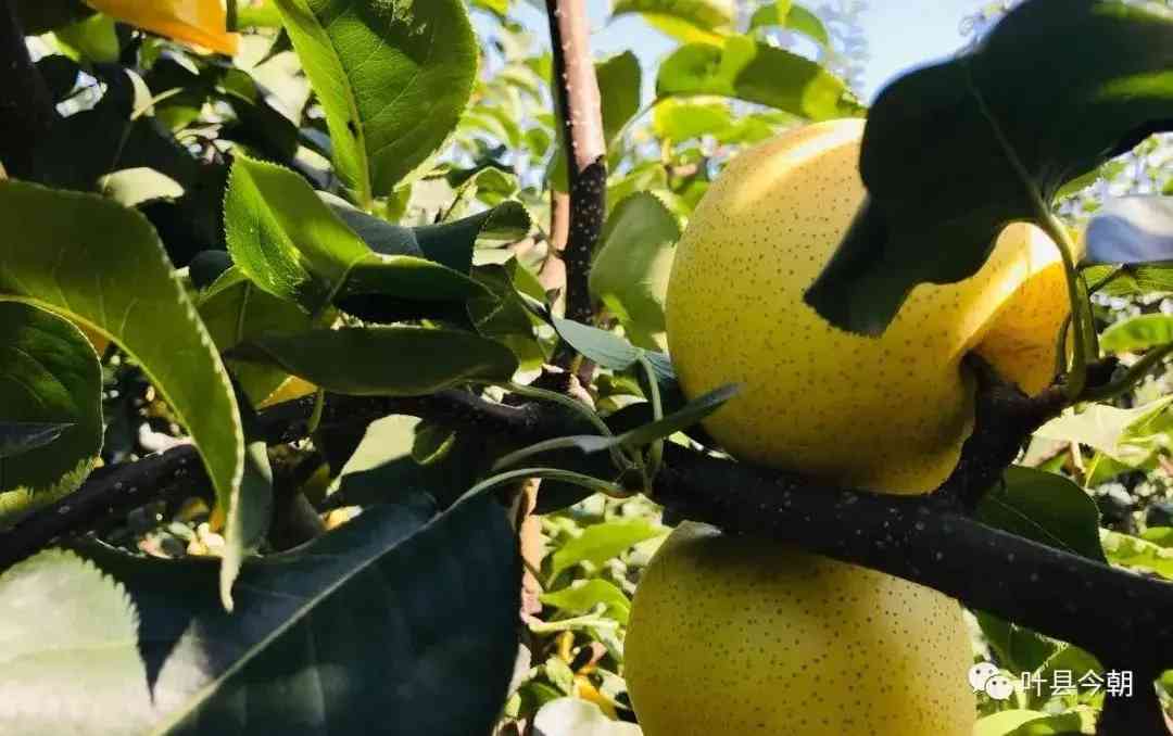 葉縣今日黃金價格查詢(葉縣今日黃金價格查詢消息)插圖2