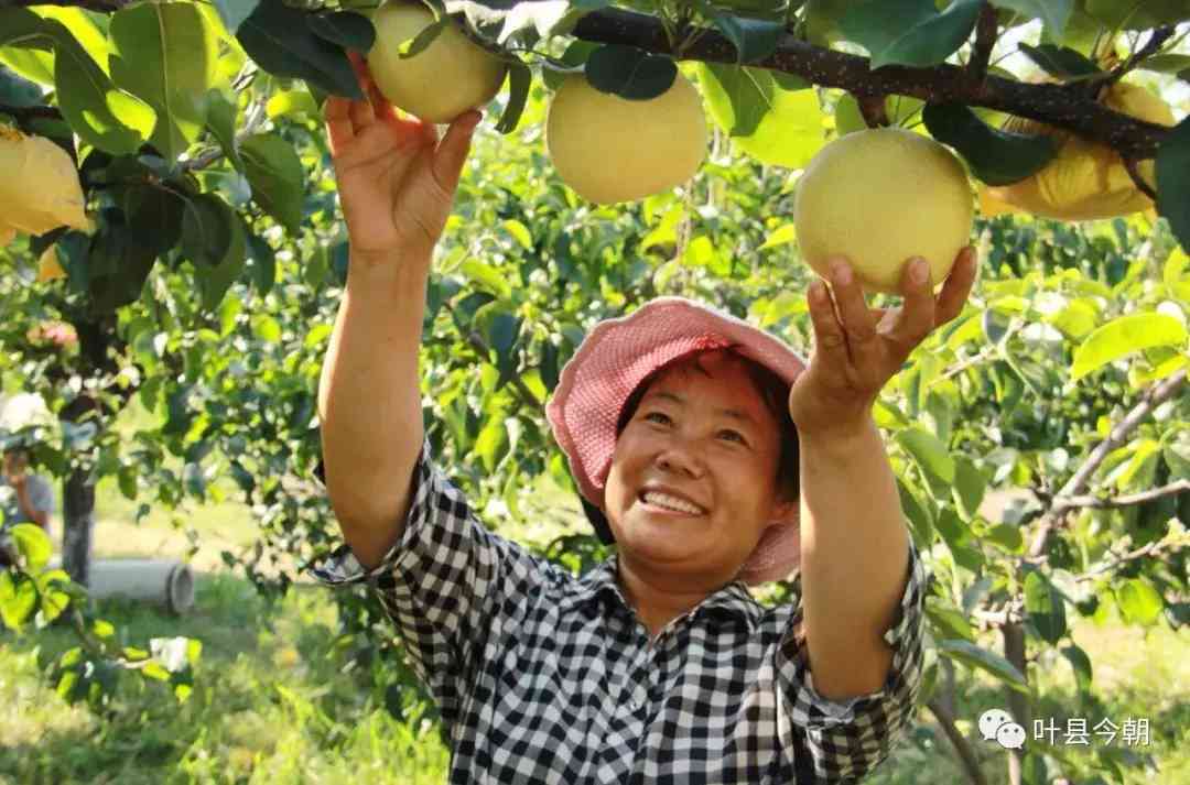 葉縣今日黃金價格查詢(葉縣今日黃金價格查詢消息)插圖3