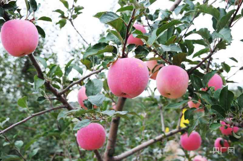 平?jīng)鍪薪袢拯S金價格(平?jīng)鍪薪袢拯S金價格行情)