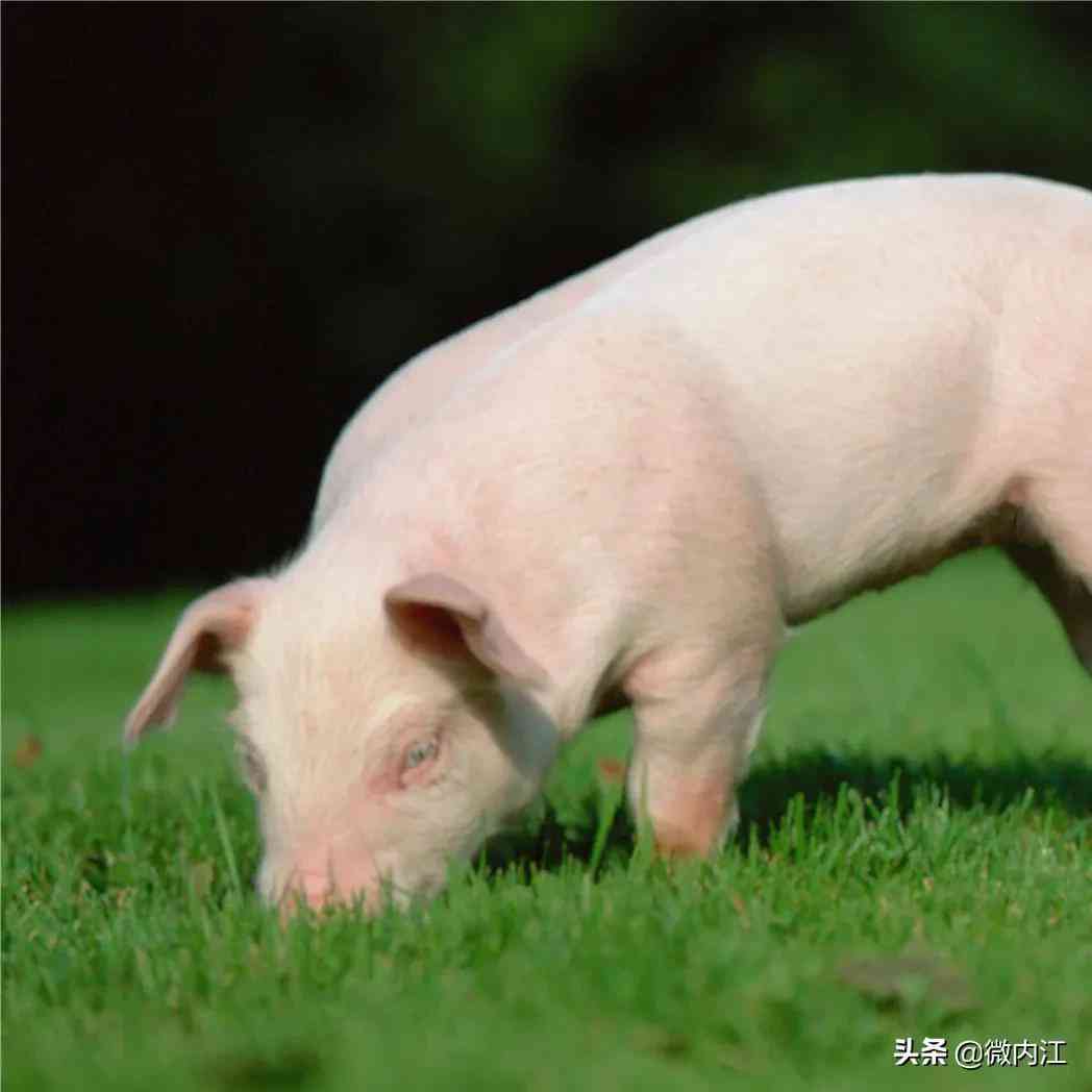 隆昌今日黃金價(jià)格查詢(隆昌今日黃金價(jià)格查詢消息)插圖2