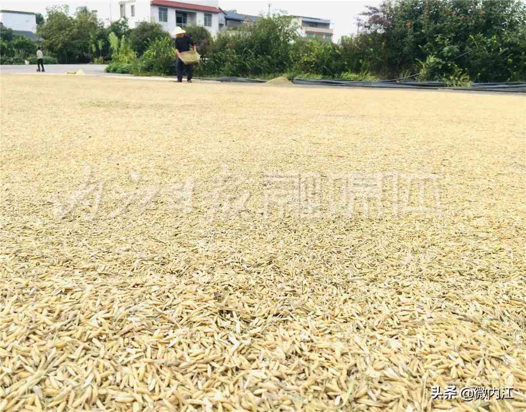 隆昌今日黃金價(jià)格查詢(隆昌今日黃金價(jià)格查詢消息)插圖7