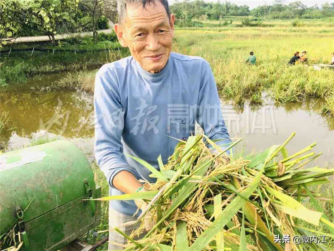 隆昌今日黃金價(jià)格查詢(隆昌今日黃金價(jià)格查詢消息)插圖8