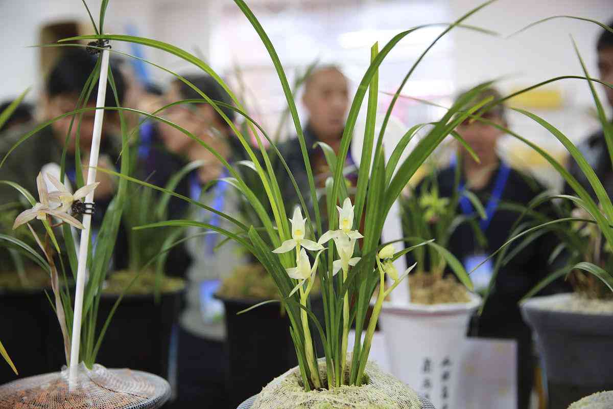 墨蘭今日黃金金價走勢圖(墨蘭今日黃金金價走勢圖表)