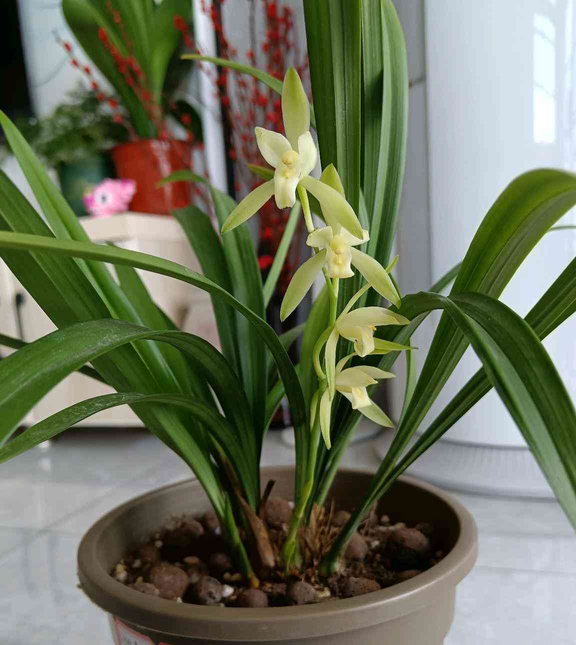 墨蘭今日黃金金價(jià)走勢(shì)圖(墨蘭今日黃金金價(jià)走勢(shì)圖表)插圖1