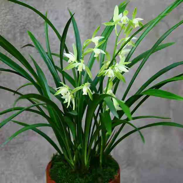 墨蘭今日黃金金價(jià)走勢(shì)圖(墨蘭今日黃金金價(jià)走勢(shì)圖表)插圖2