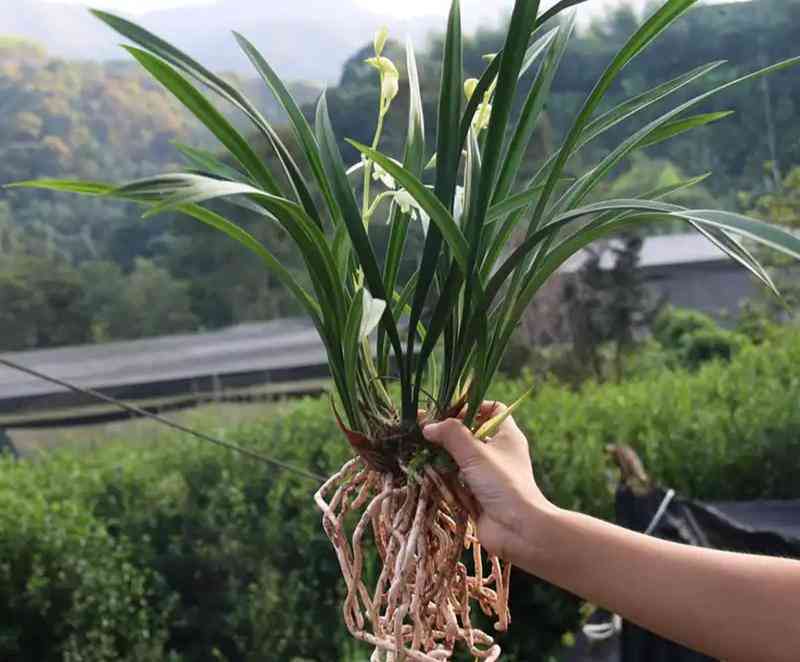 墨蘭今日黃金金價(jià)走勢(shì)圖(墨蘭今日黃金金價(jià)走勢(shì)圖表)插圖3