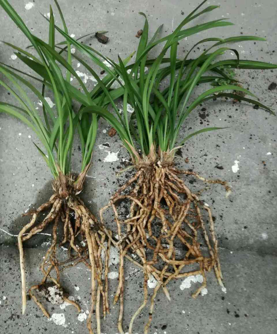 墨蘭今日黃金金價(jià)走勢(shì)圖(墨蘭今日黃金金價(jià)走勢(shì)圖表)插圖4